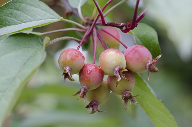- Discover the Surprising Health Benefits of Crab Apples: Unlock Nature's Tiny Powerhouses