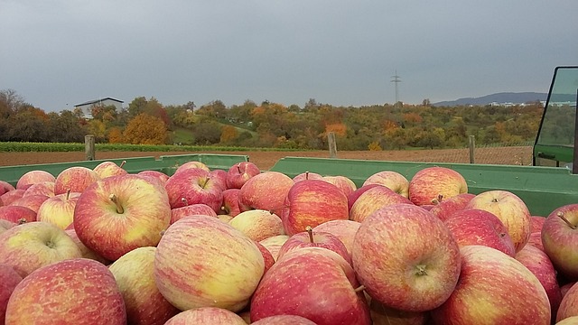 2. Exploring the Varied Nutrients in Fuji Apples: How Do They Support Your Well-being?