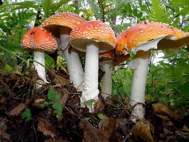 Exploring the Health Benefits of Mycelium: A Fascinating Journey into Fungal Medicine